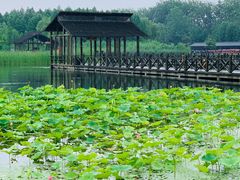 -溱湖国家湿地公园