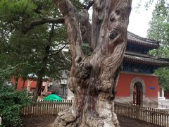 -大觉寺-停车场