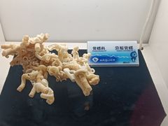 -贝壳梦幻世界
