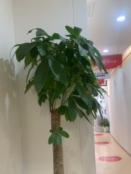-郑荃丽格医疗美容