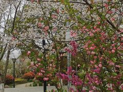 -高东镇樱花园