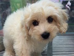 -FAELING PETS美天灵宠物(合生汇店)