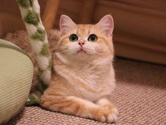 -猫大福·Fortune Cat猫舍(百子湾店)
