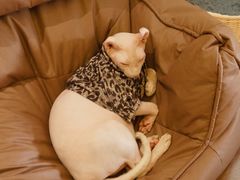 -有猫主题·治愈系猫咖(曾厝垵店)