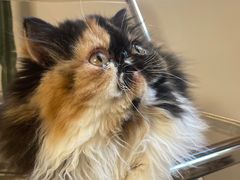 -More Fun猫咖 二十只万元加菲主题