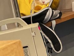 -伟伟宠物医院·瑞派猫友好医院·猫科(光谷店)