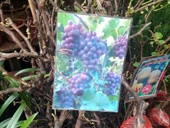 -桂林市花鸟市场