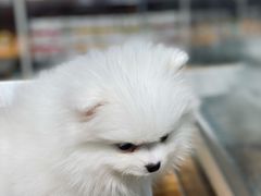 -狗道宠物(常熟印象城店)