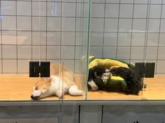 -G+KITCHEN(龙湖狮山天街店)