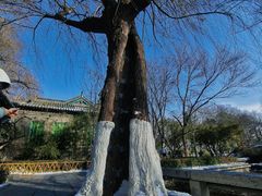 -济南大明湖景区