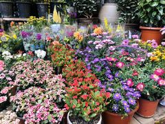 -双季花艺园艺市场(浦东店)
