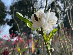 -桃花涧