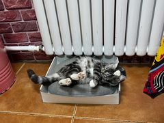 -弘烨 贵州酸汤 鱼火锅(东财店)