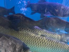 -红日饭店(裕隆三路店)