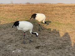 -盐城丹顶鹤湿地生态旅游区