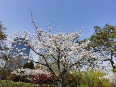 -新虹桥中心花园