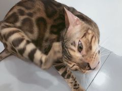 -糯米喵星人·撸猫猫舍咖啡馆(西市场嘉华店)