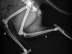 -安安宠医·安宠宠物医院