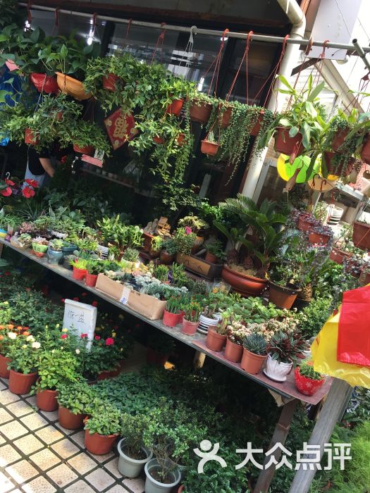 岚灵花鸟市场(灵石路店-图片-上海购物-大众点评网