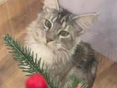 -袖虎·猫馆(体育西路店)