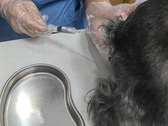 -博特宠物医院24h犬猫全科.骨科·异宠