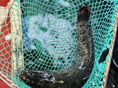 -活鱼馆(宜兴埠店)