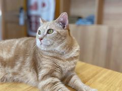 -是阿柴呀！柴犬咖啡·爱喵喵猫咖