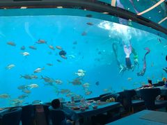 -瑞德姆美人鱼海底演艺主题餐厅(亚龙湾店)
