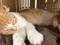 -猫和宫(六道口店)