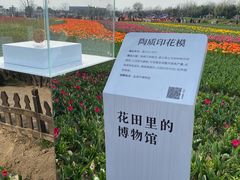 -荷兰花海