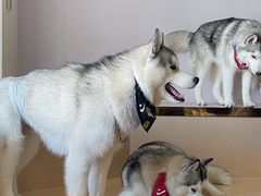 -Husky Go! 哈士奇体验馆·宠物咖啡厅狗咖