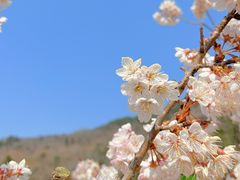 -百果山乐享果玩
