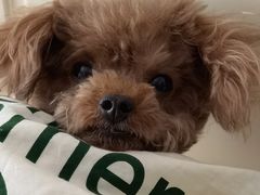 -宠爱国际动物医院· 猫科· 外科·中兽医(长白店)