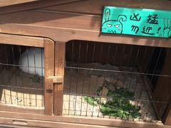 iphone_upload_pic-海边的猫和咖啡馆