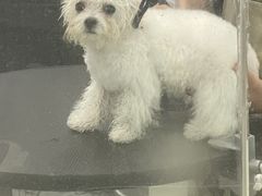 -Pets First伊珊娜洗护·精致美容·家庭式寄养(新会路店)