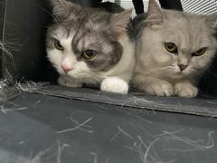 -瑞派名望志远动物医院·猫科·內科·异宠专科(直港大道店)