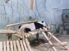 -深圳野生动物园