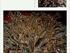 -乐山乌木文化博览苑