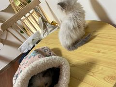 -楼上猫咖(罗湖店)