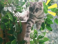 -羊咖啡(大理古城五华楼店)