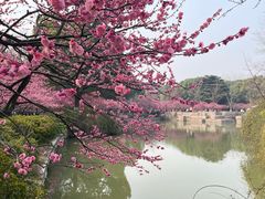 -红梅公园