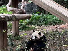 -广州长隆野生动物世界