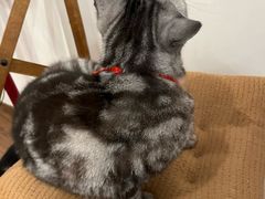 -有猫主题·治愈系猫咖(曾厝垵店)