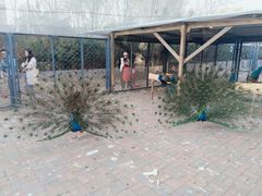 -长白岛森林公园