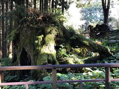 -阿里山神木遗迹