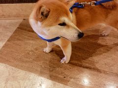 -长白山万达喜来登度假酒店