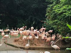 -广州长隆飞鸟乐园