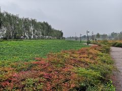 -洨河生态公园