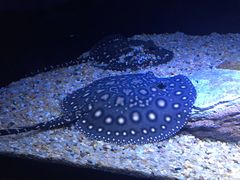 -上海海洋水族馆