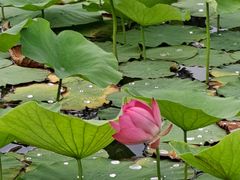 -羊亭河湿地公园